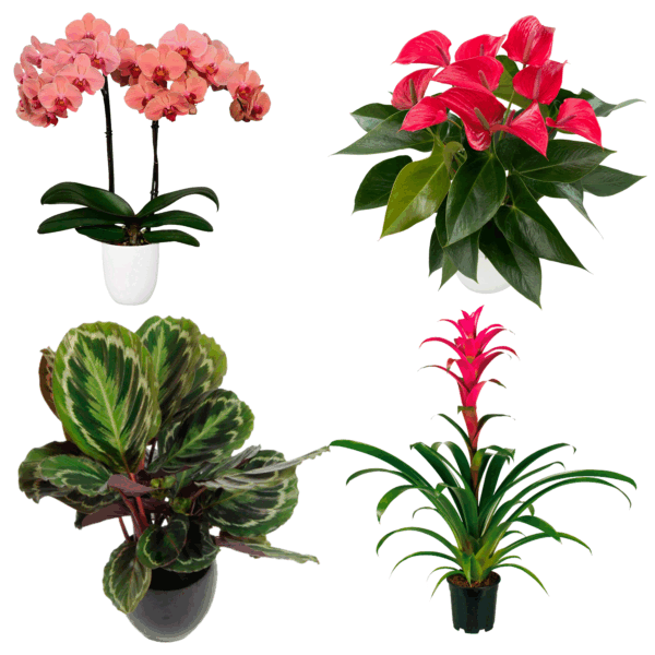 PLANTAS